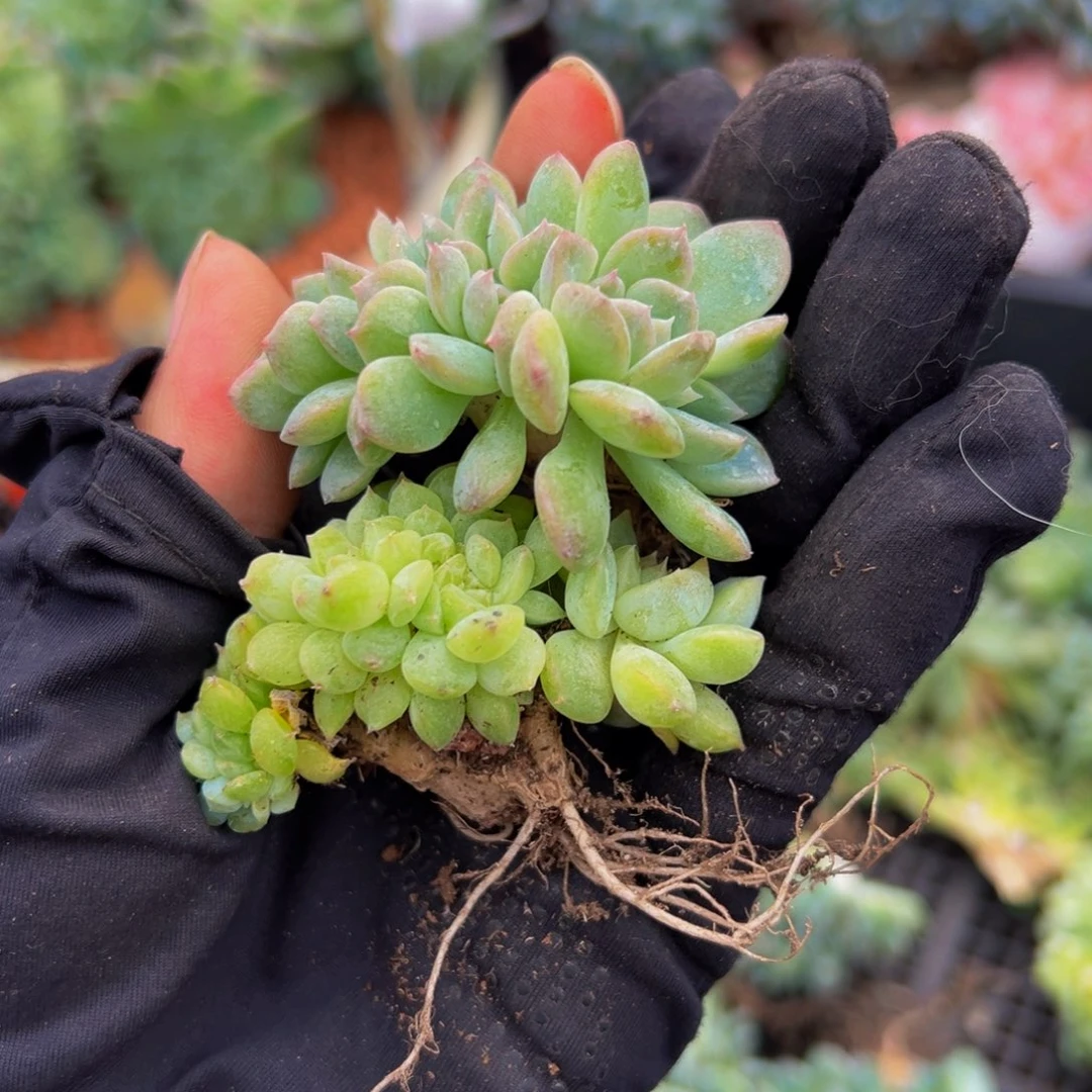 黄心冰魄缀荷花冰魄缀微瑕两颗