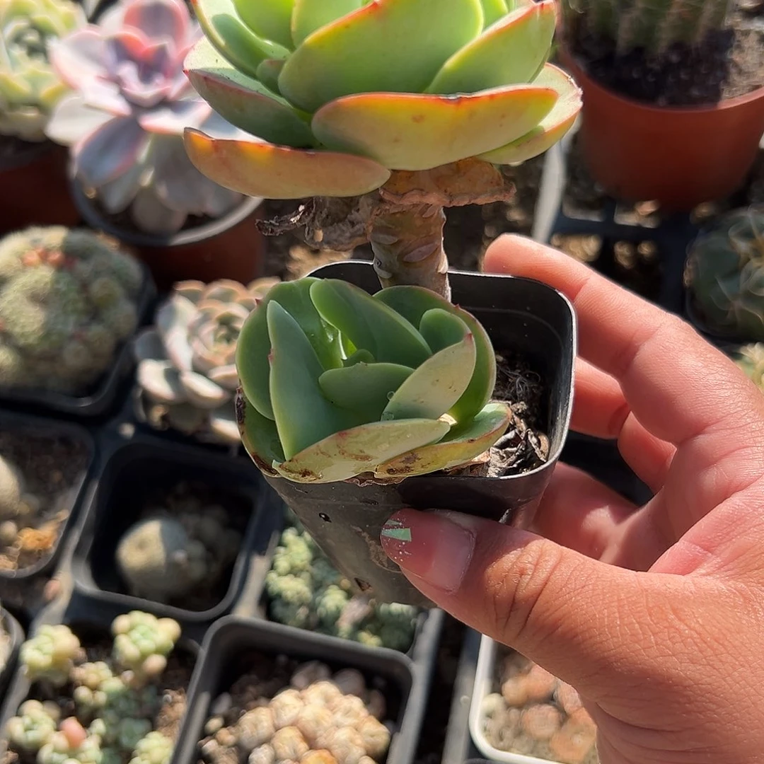 多肉植物鸡蛋碧桃