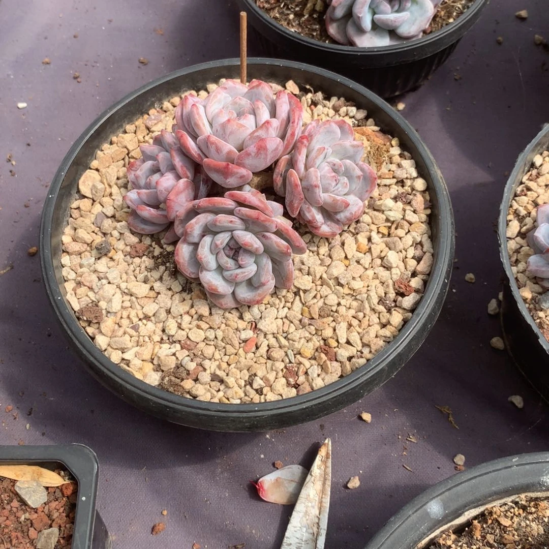 无花朵花花花花花花花花16