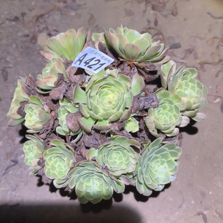 奶白……不包断枝……多肉植物