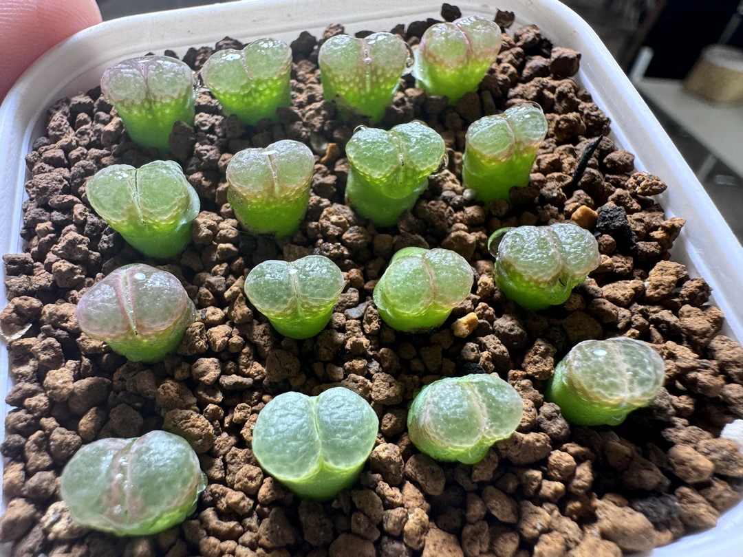 401多肉植物肉锥粉樱10颗