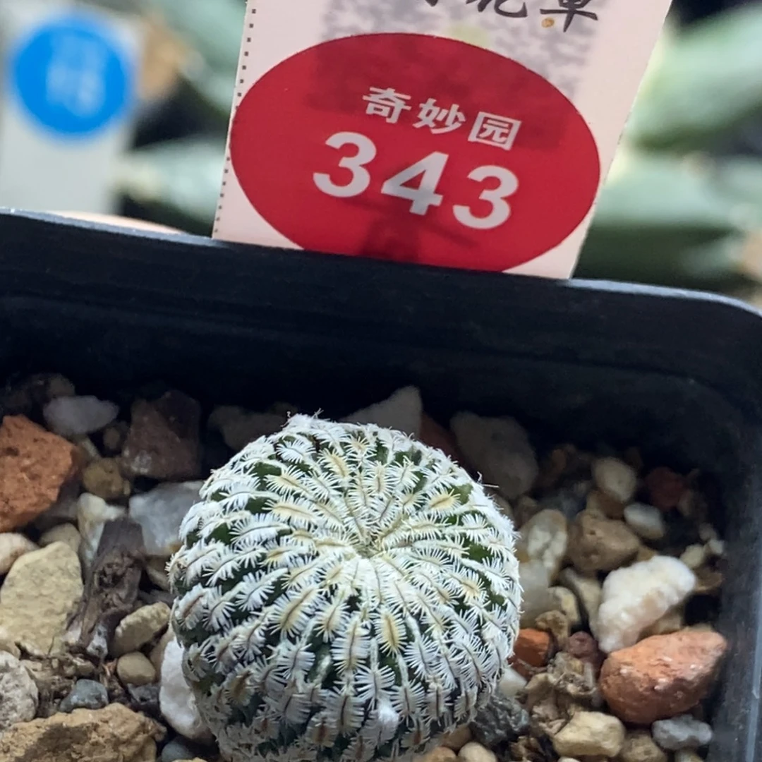 实生精巧殿1.8cm一棵仙人球