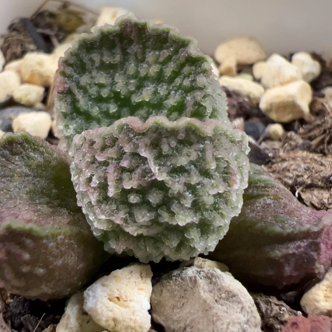 实生新品多肉植物水泡多肉植物