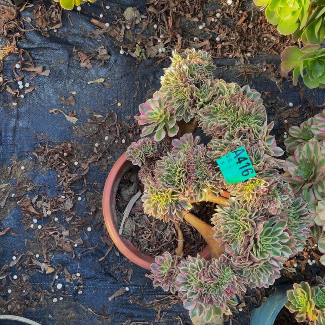 女巫法师缀化1-2（40公分）