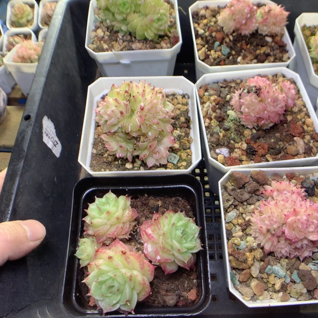 F123y y y y y y y y y y g y