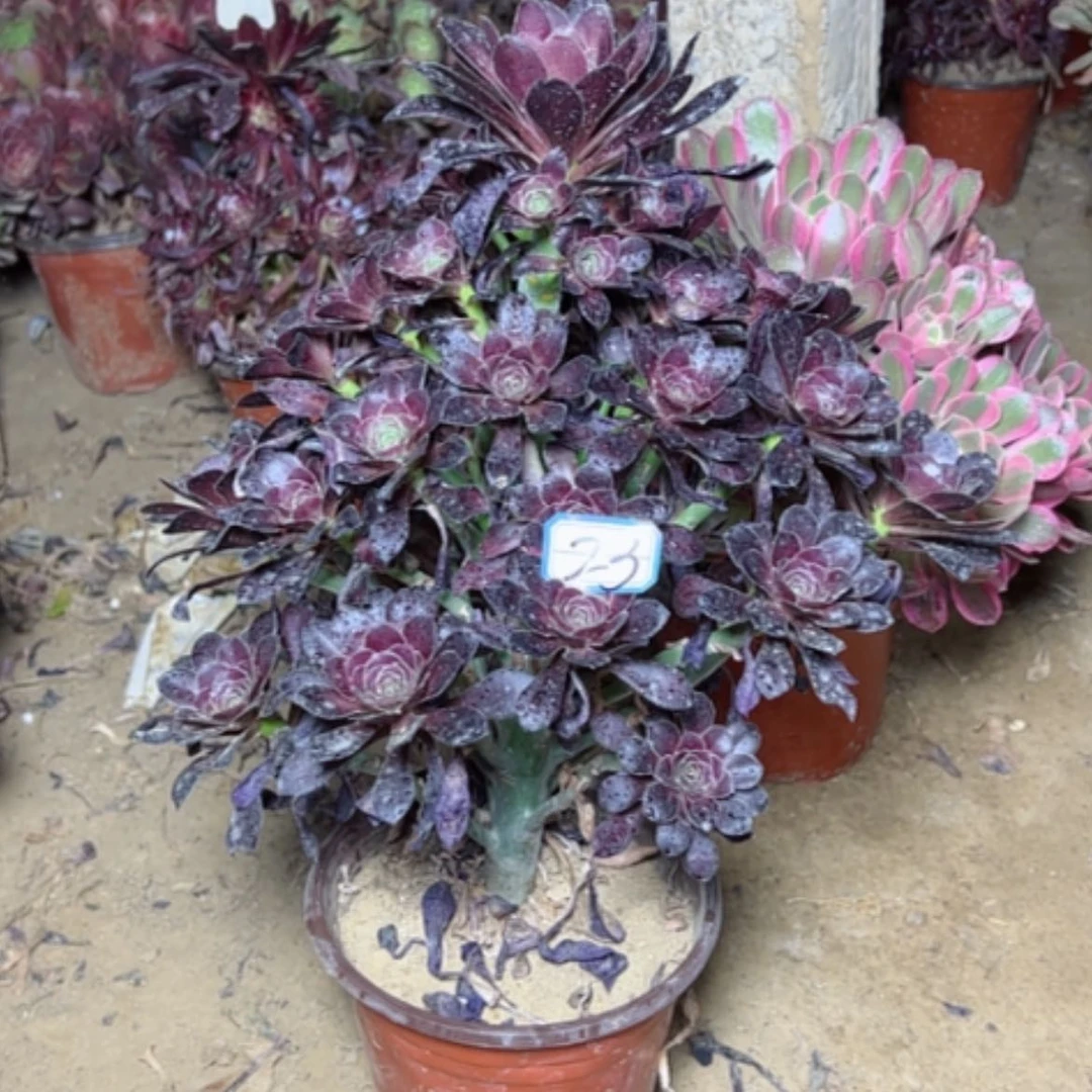【闪购商品】多肉植物红酒23