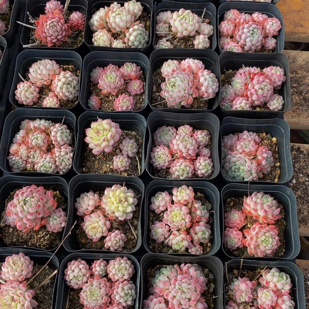 h****h241多肉植物保护研究所带盆土
