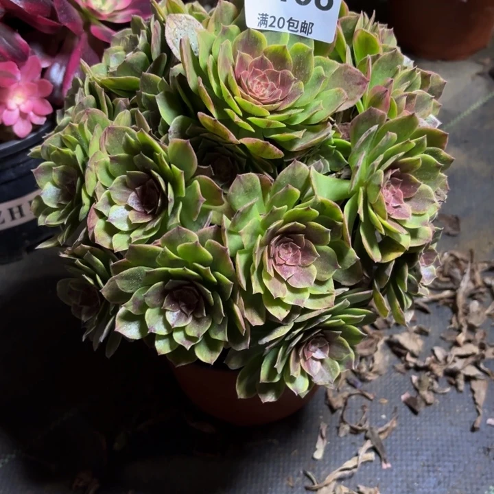 瑞妈一物一拍408