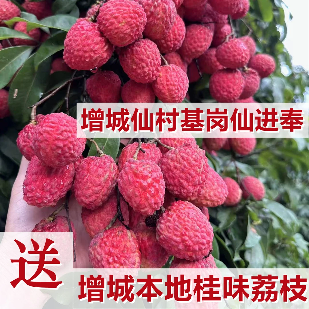 增城仙村基岗仙进奉荔枝 顺丰包邮 广东省内拍 5斤/10斤