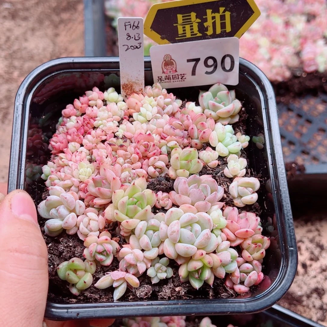 多肉植物多肉植物