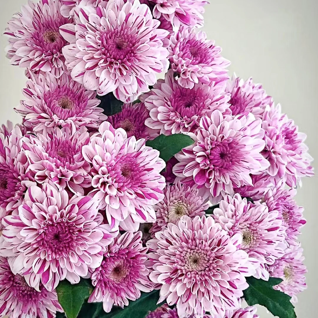 【流星雨荷兰菊】新品 开花美观 新手易养护 阳台庭院 盆栽
