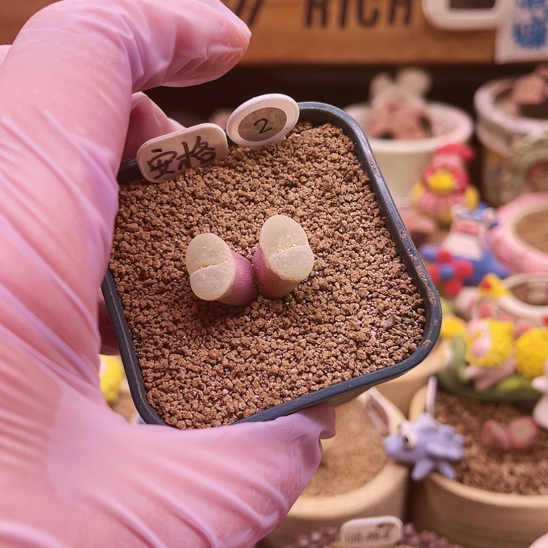 2号纽扣白绒窗安格尼斯之眼