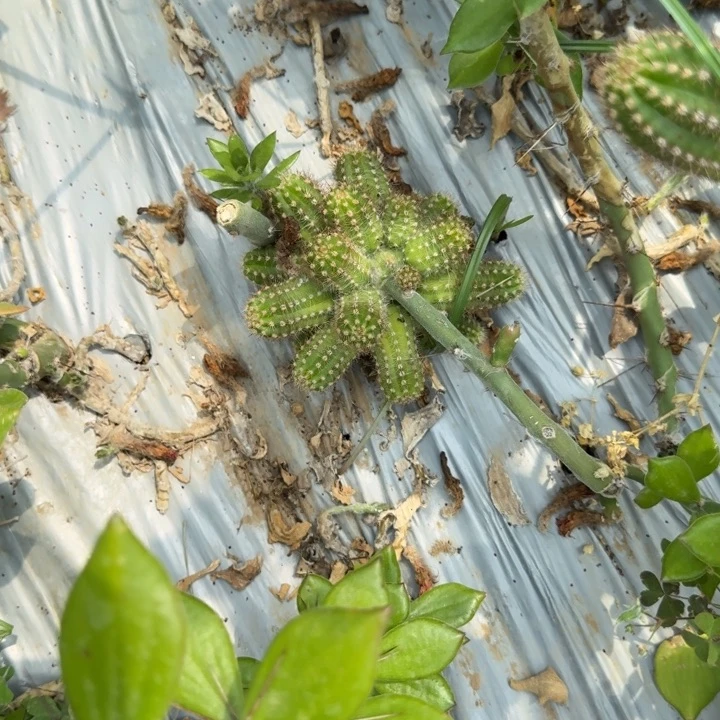 白檀仙人掌494群生59