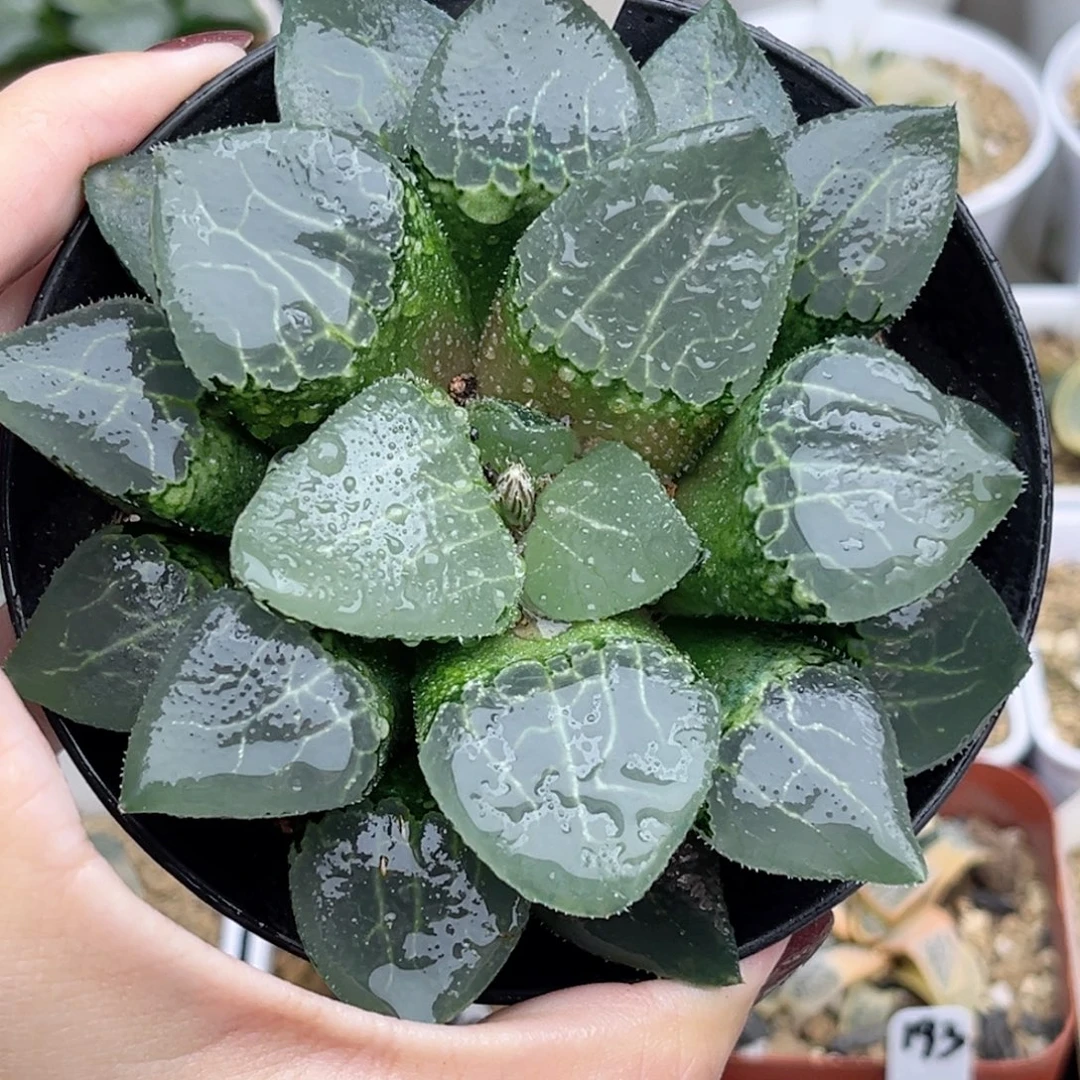 16巨大池田玻璃克福利专场