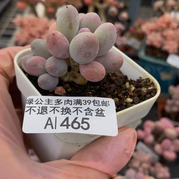 香水手指奶杆子有伤456多肉植物