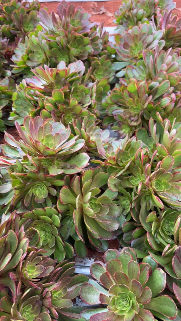 不知名多肉植物法师