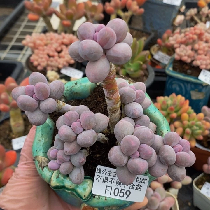 香水手指奶9cm1059多肉植物