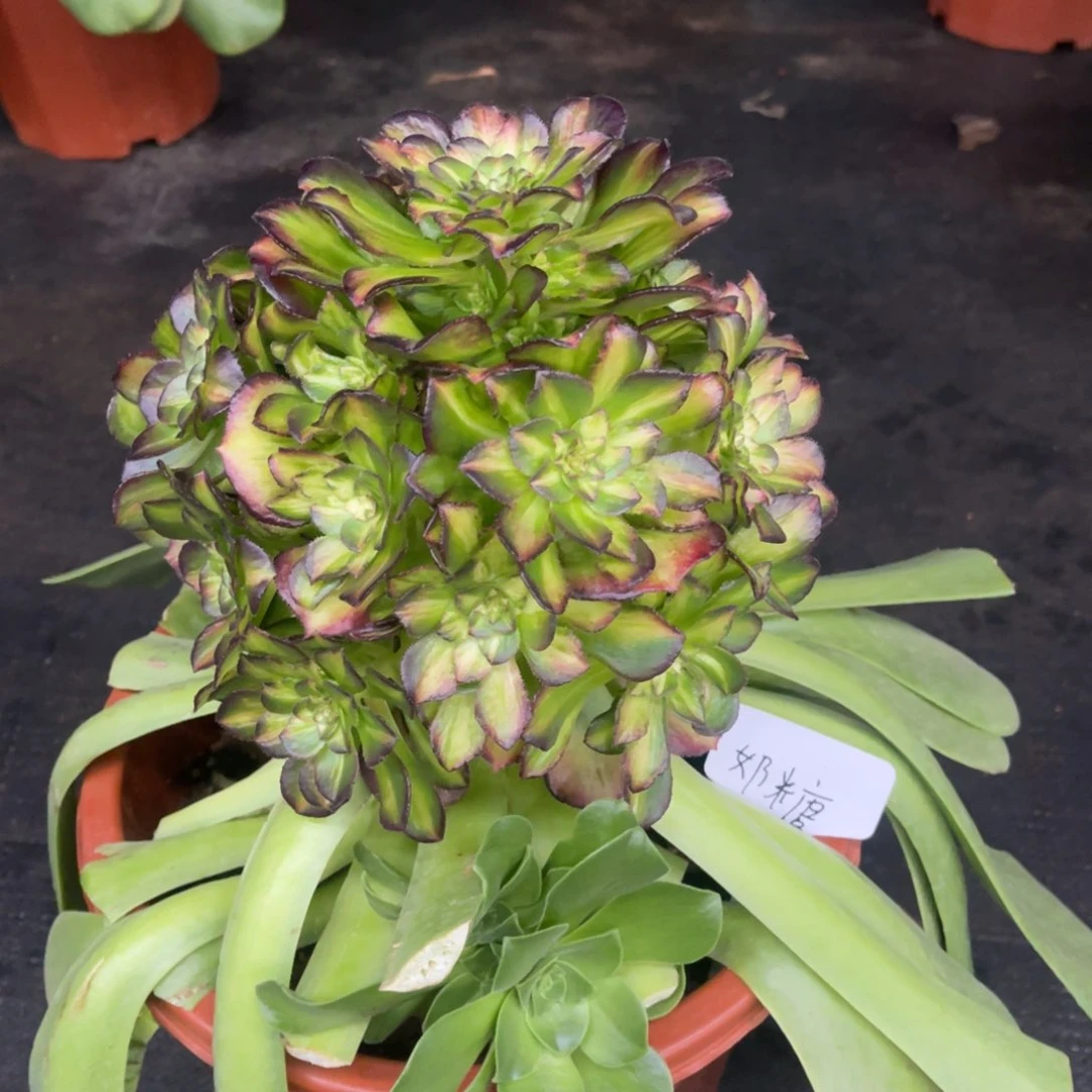 奶*?海王七彩，寄养，奶糖