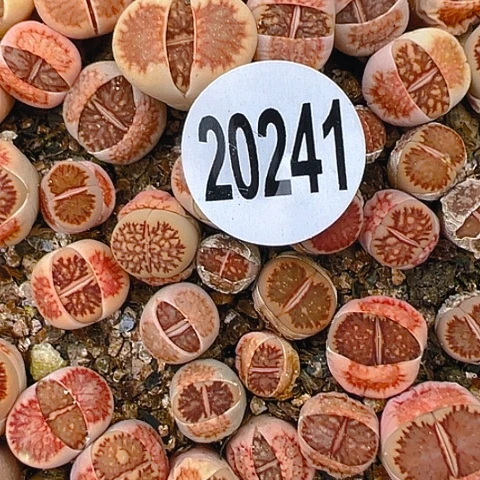 鱼**。20241团团圆圆呀