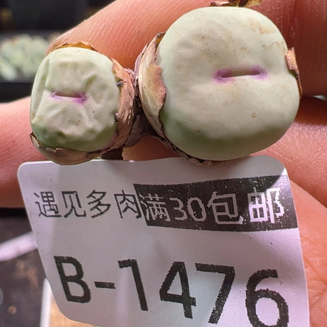 多肉植物1111111111111