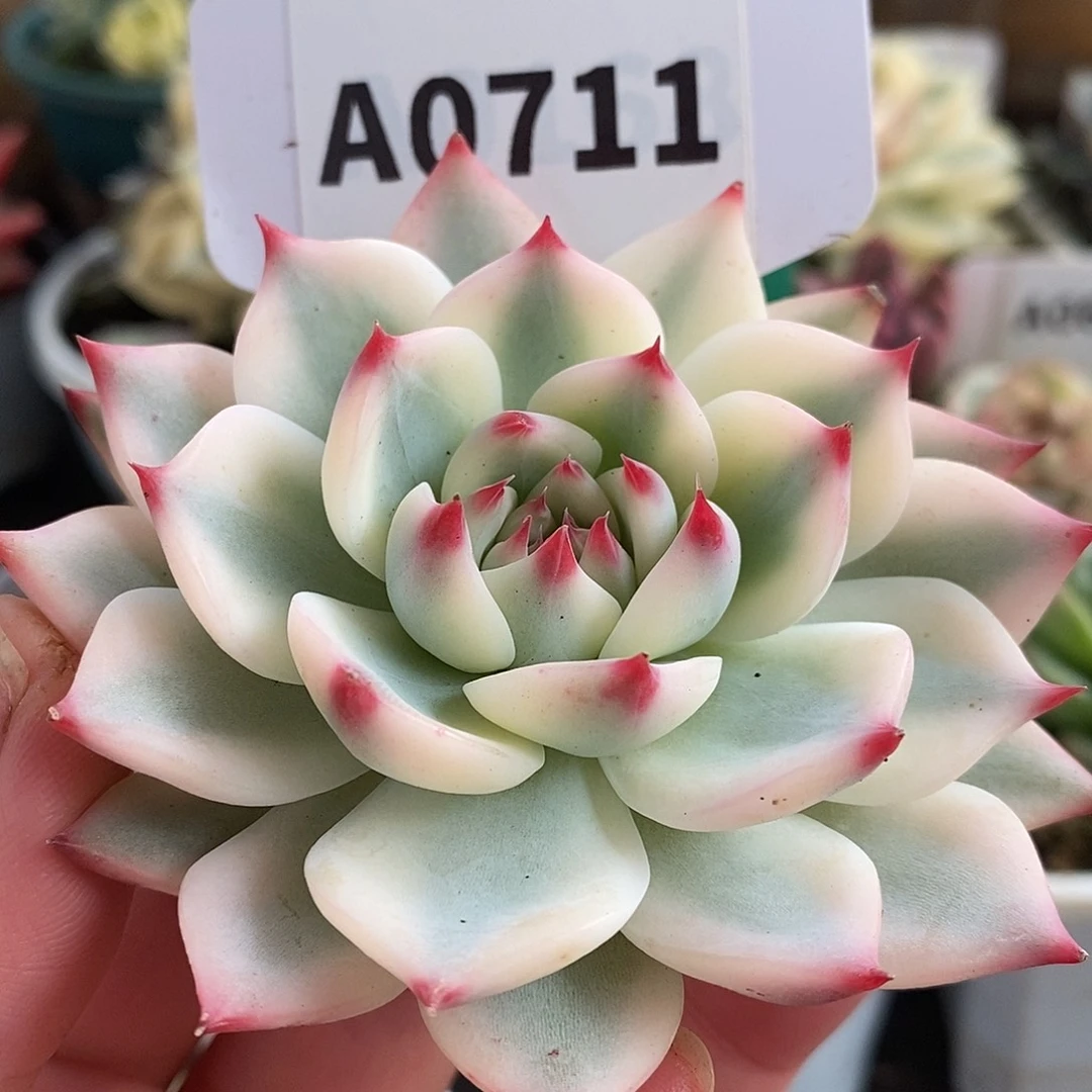 711娃娃娃娃哈哈哈哈哈