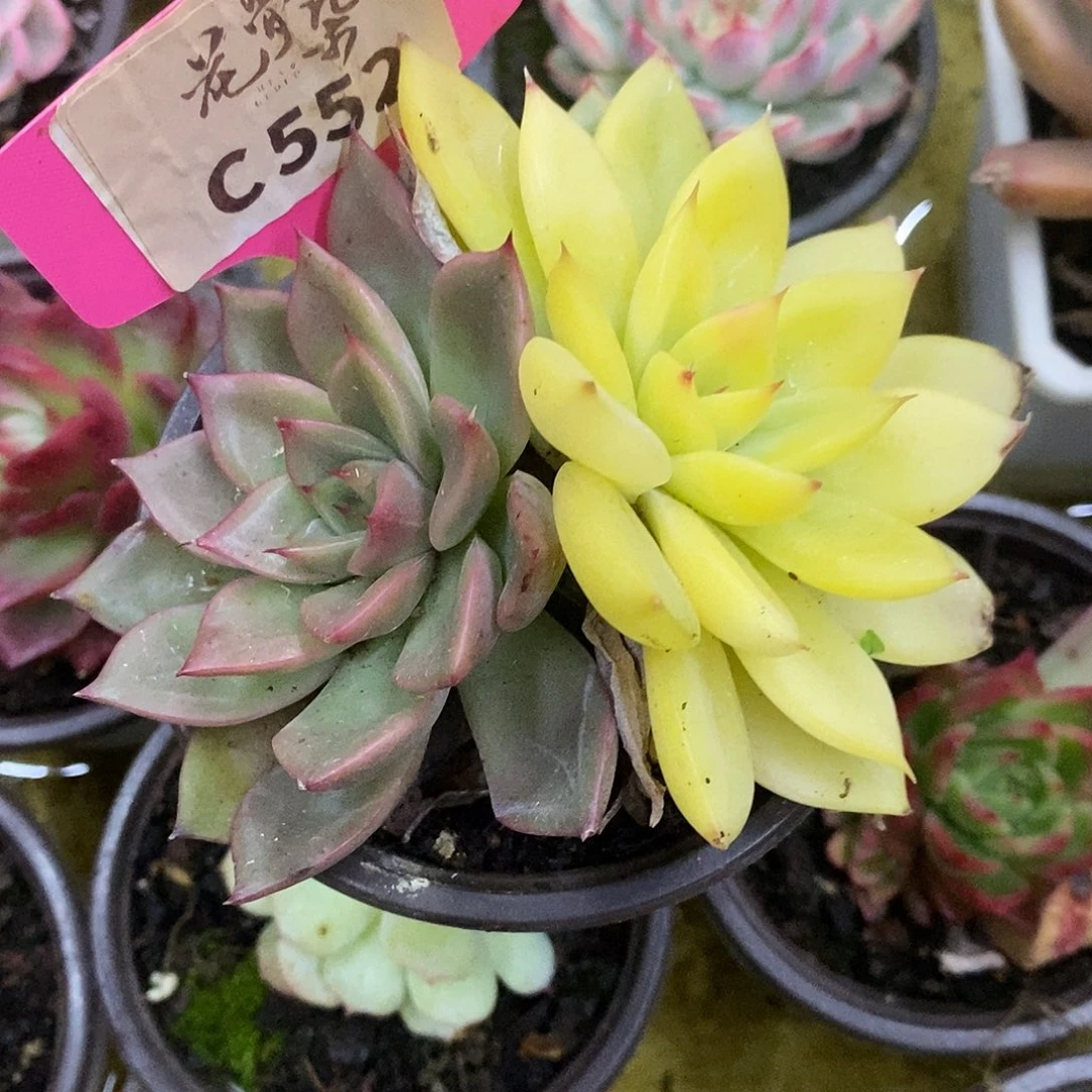 552哈哈哈哈哈哈哈