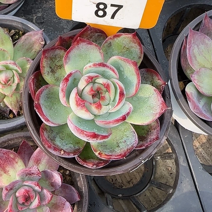 87 惊鸿仙子多肉植物