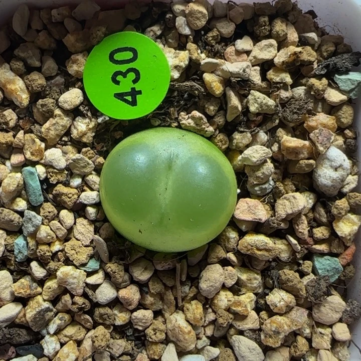 拉登1.6多肉植物430
