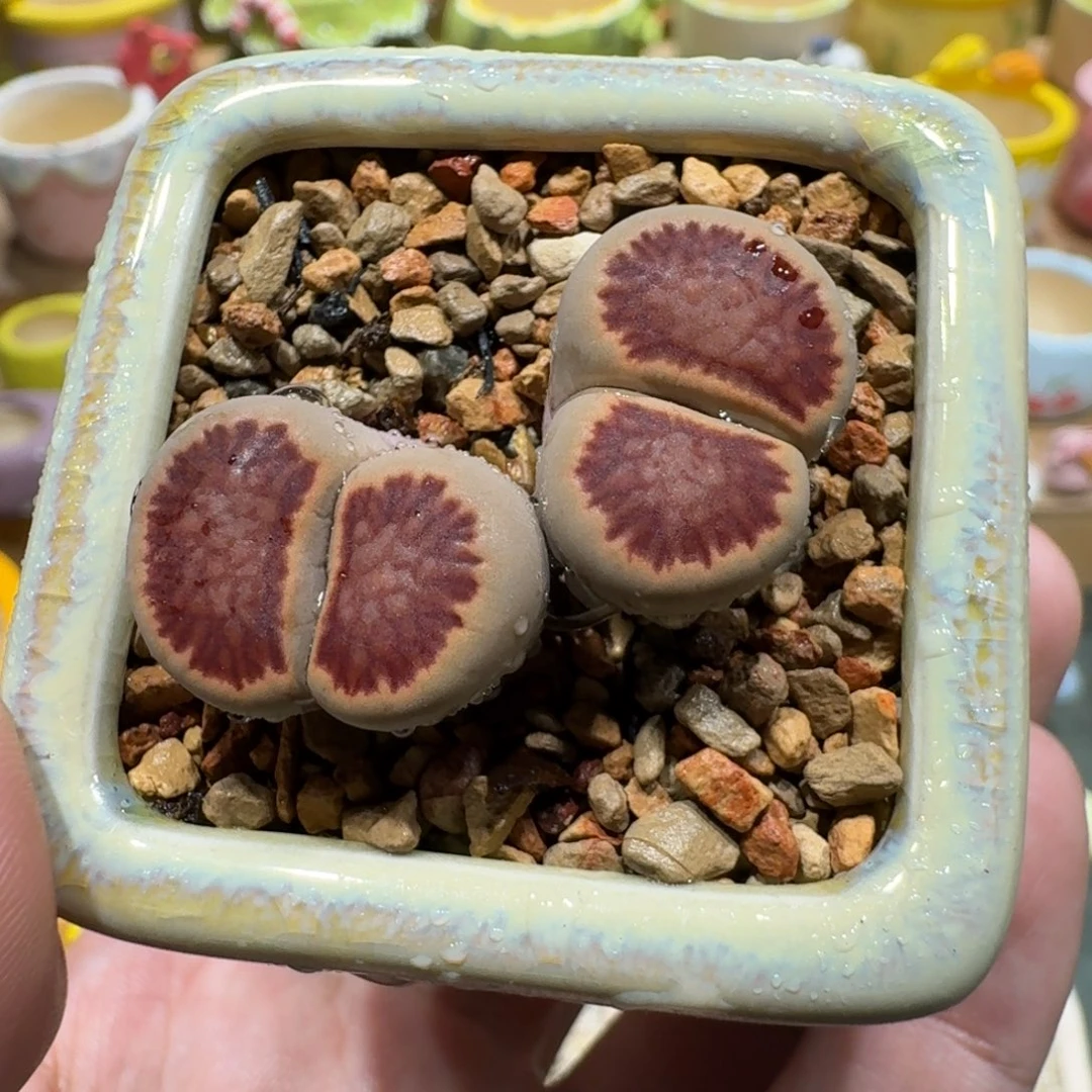 蘑菇1262红窗菊多肉植物