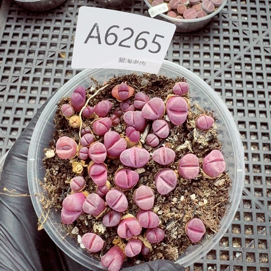 6265—生石花 生石花