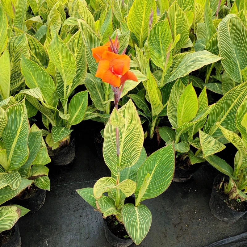 矮生美人蕉花卉绿植庭院四季树苗观花植物水景景观植物