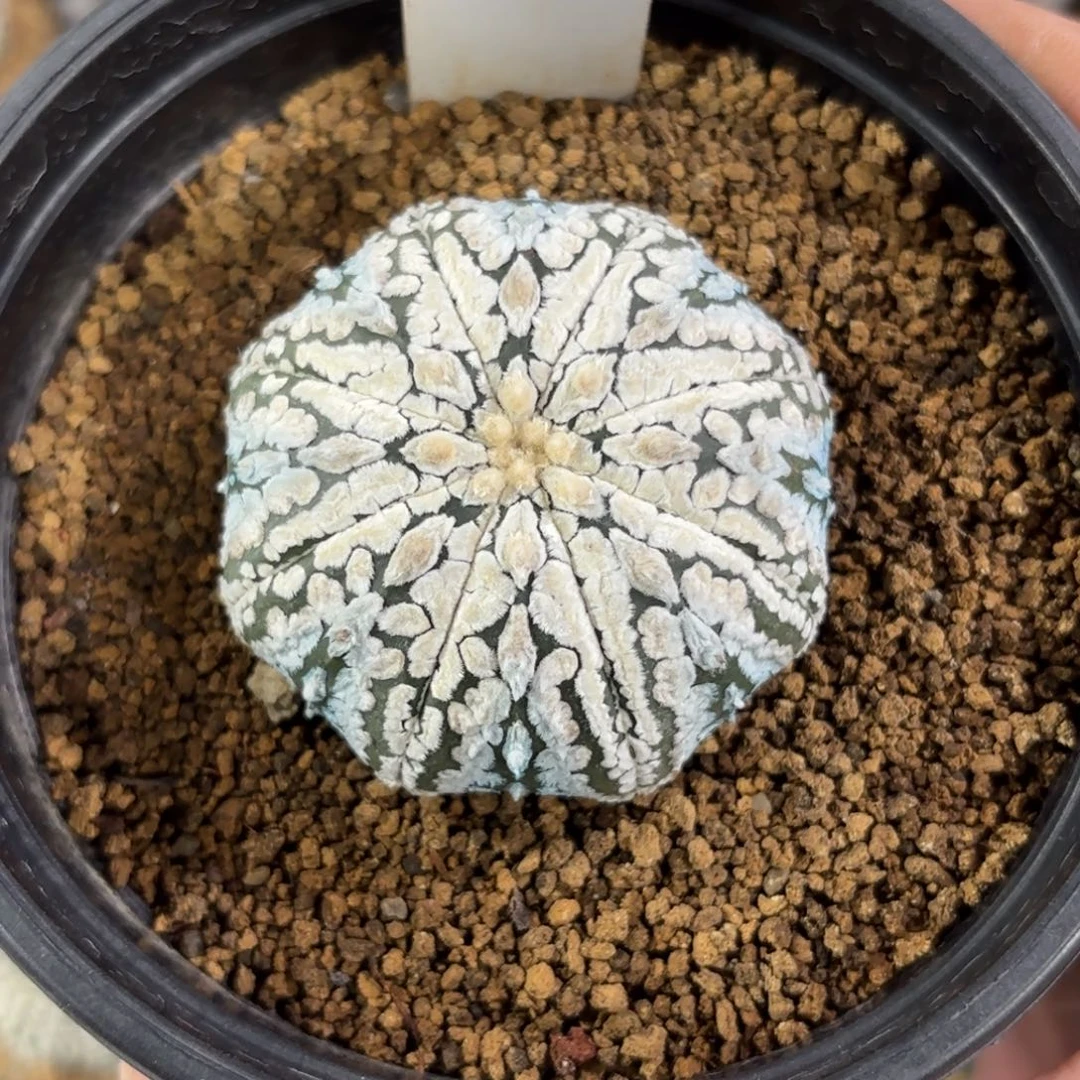 683实生浓白超兜带盆带土发货