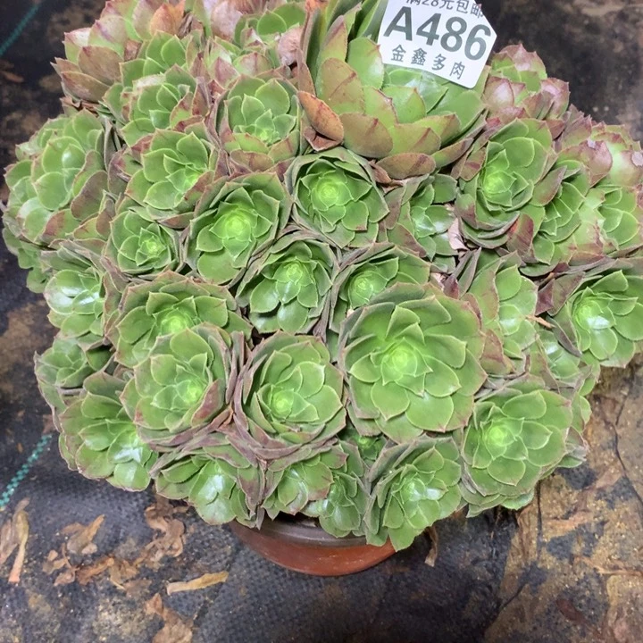 觉**花486多肉植物一物一拍