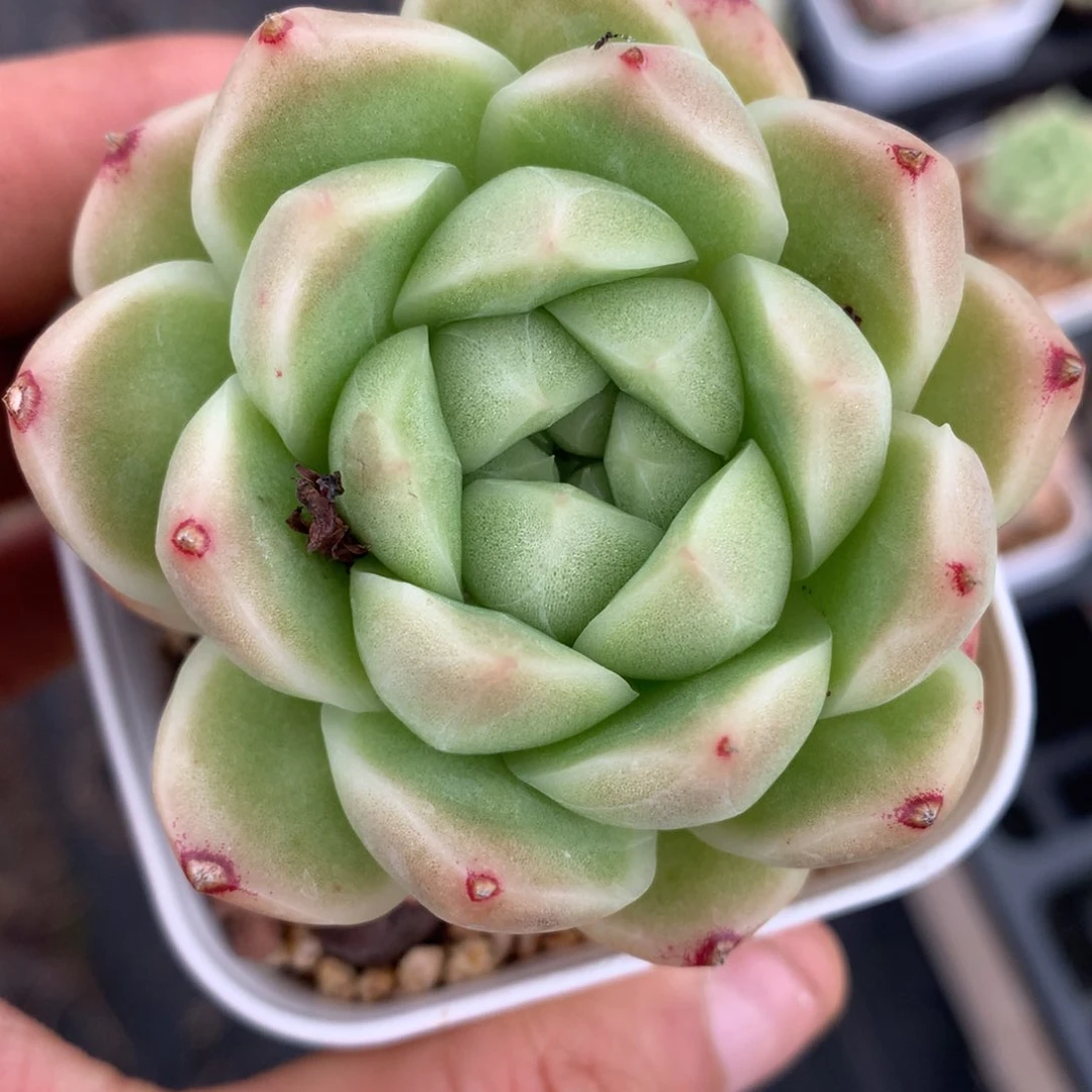 0617-110 麦杆优选