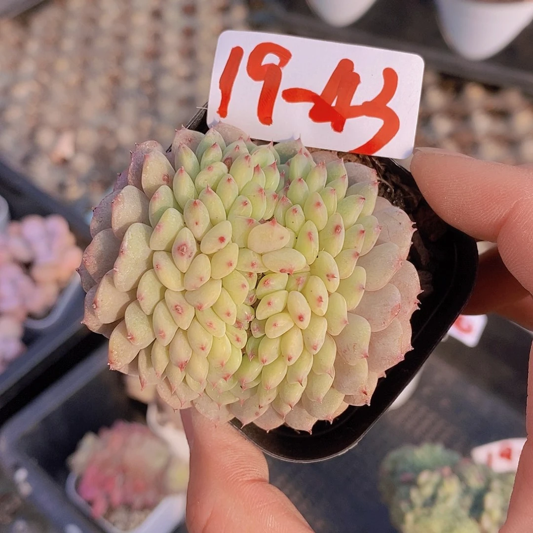 19-43白胖子缀一物一拍