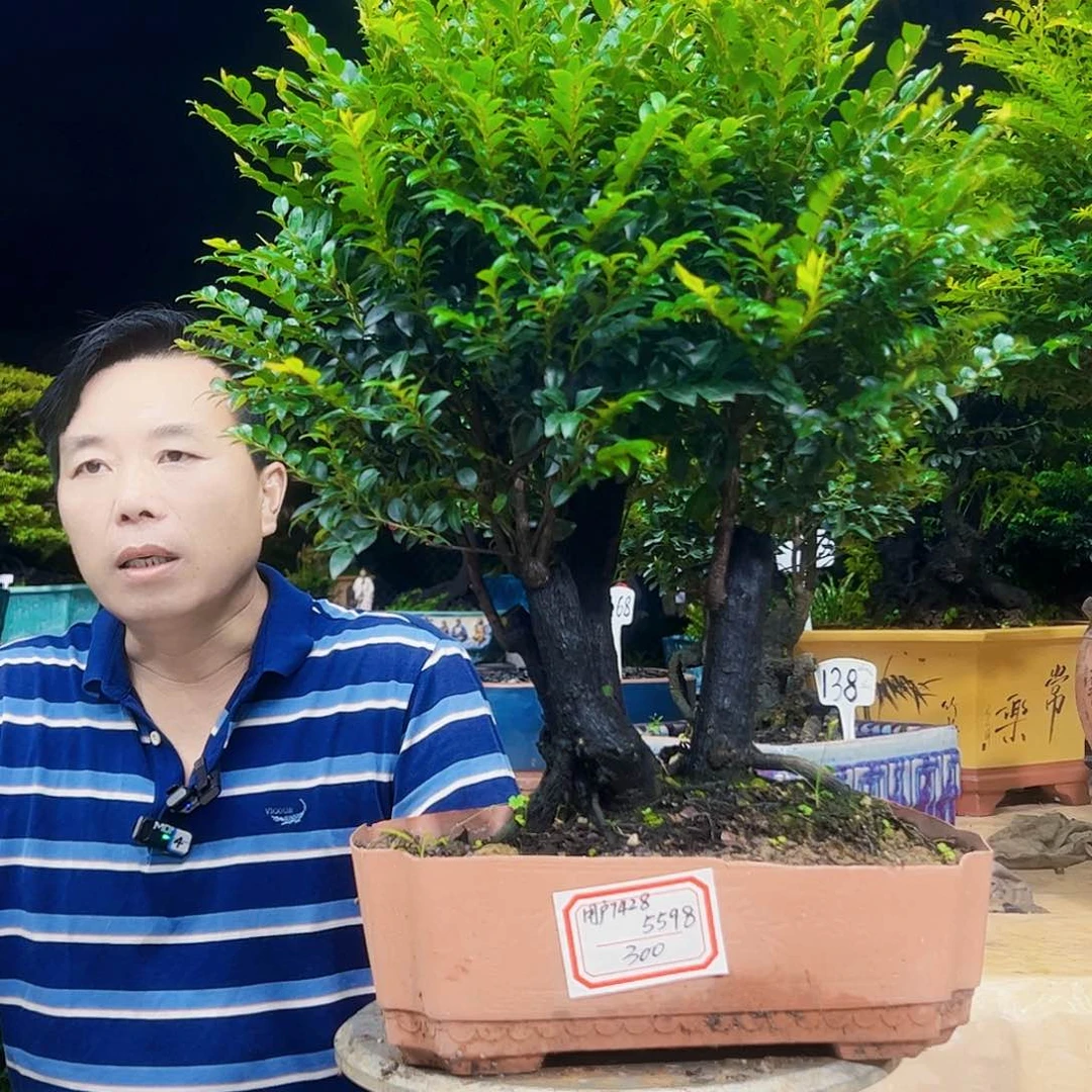 当前无花朵，栽培后可花朵用****8
