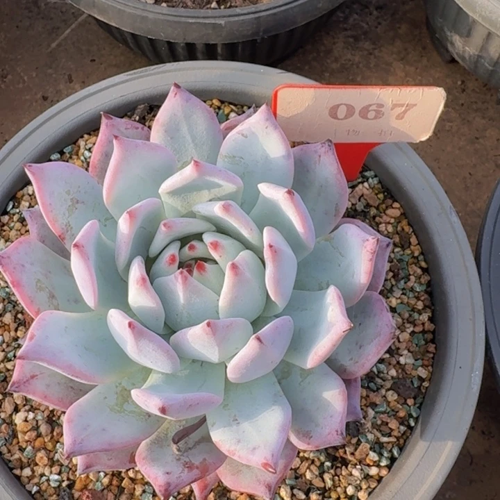祖母绿067多肉植物
