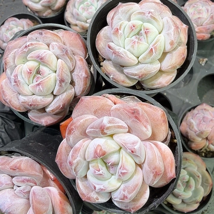 拖***当62 号到手1框江北多肉