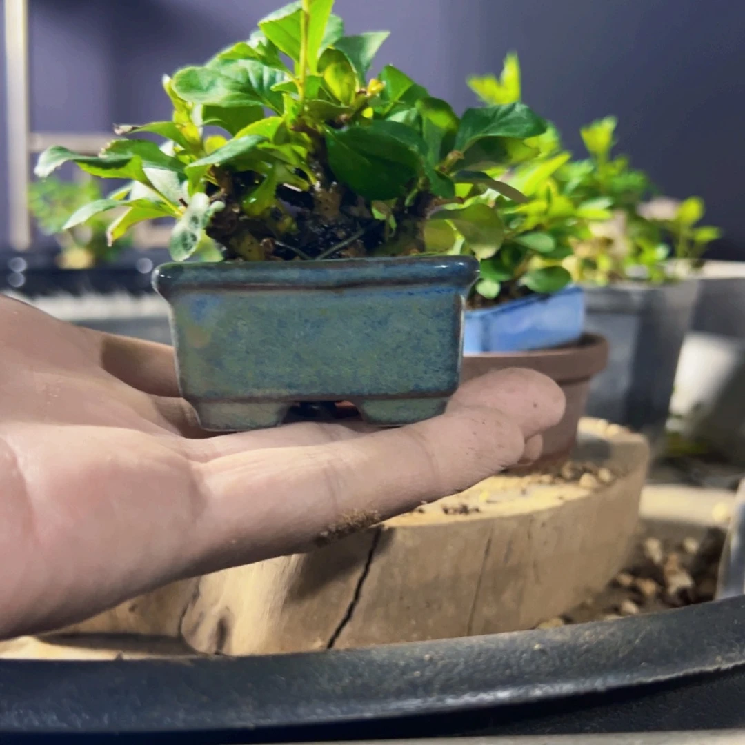 无花朵盆景111111111111111111