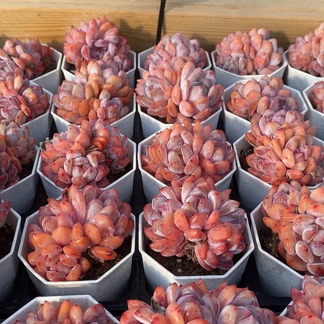 40白方星影福利多多