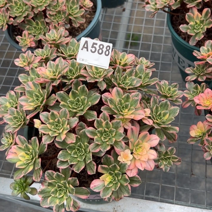 588甜茶22厘米左右