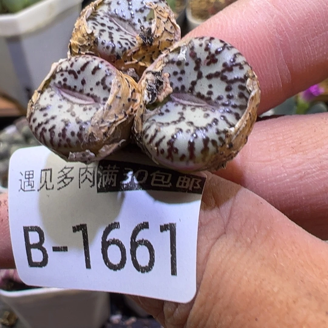 多肉植物11111111111