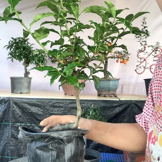无花朵黑珍珠。