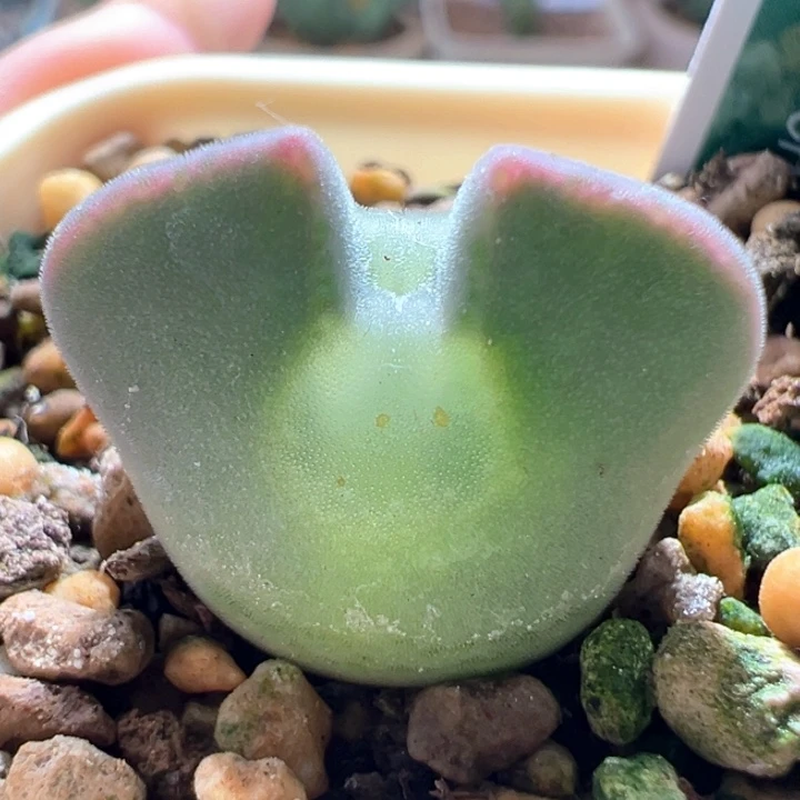 w541。青蛙3年大眼睛爆三最后一颗！！！！！