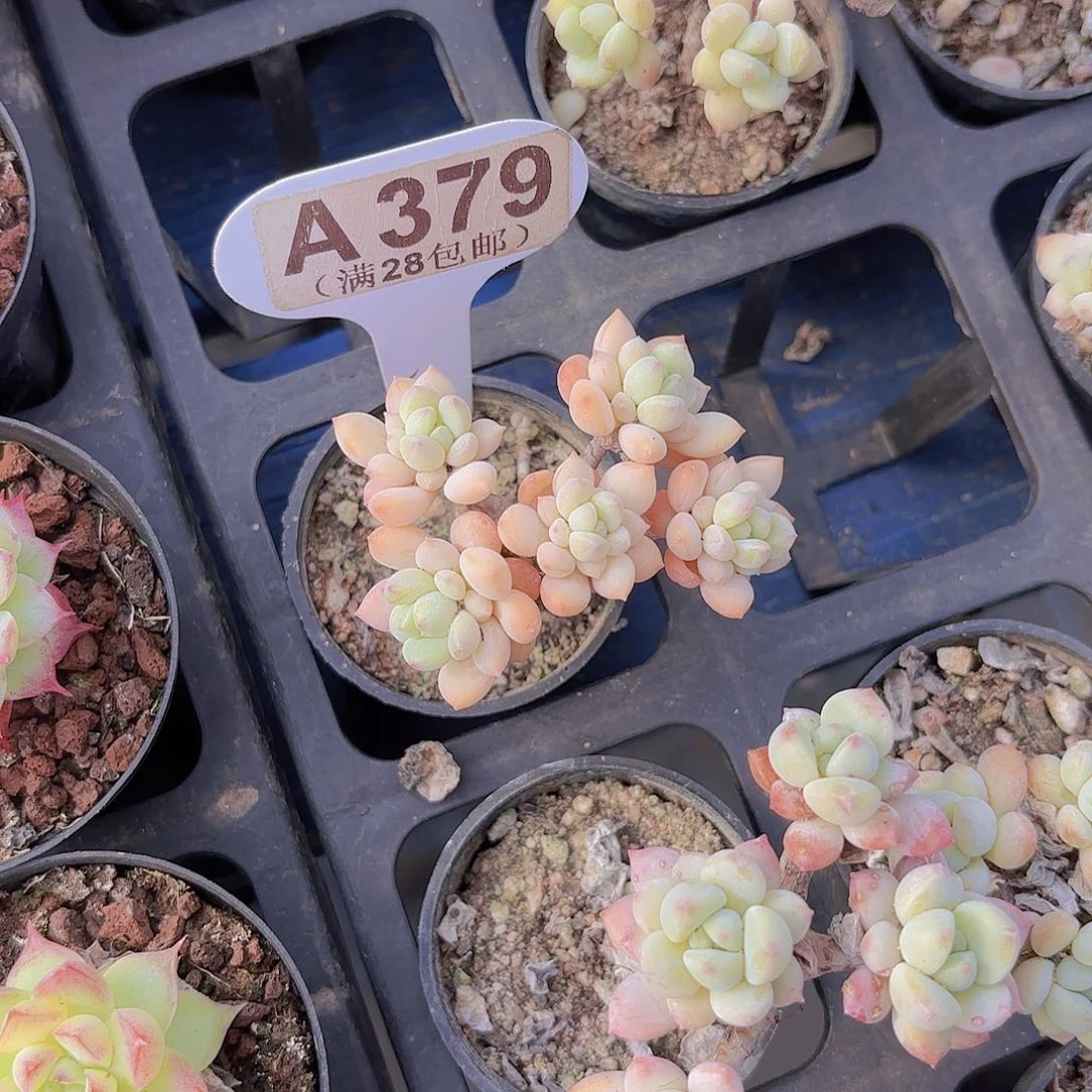 A379奶糖一物一拍