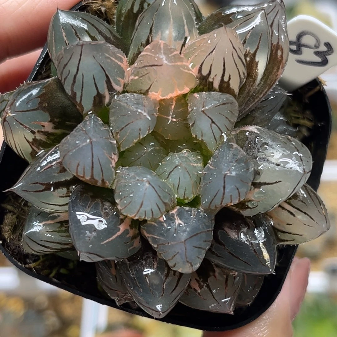 83龙爪玉露锦带仔福利专场