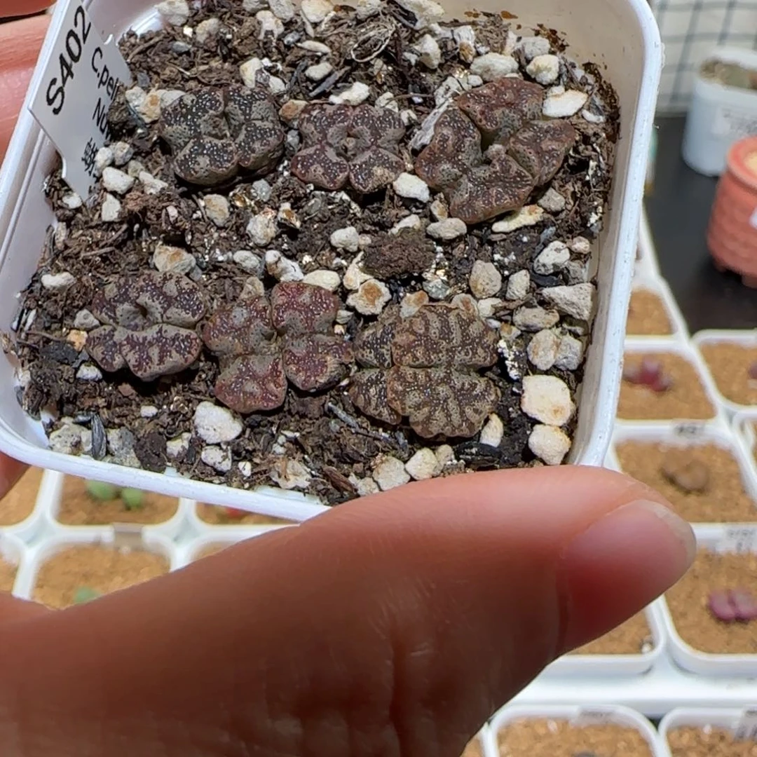 肉锥多肉植物百科-蝴蝶一盆994