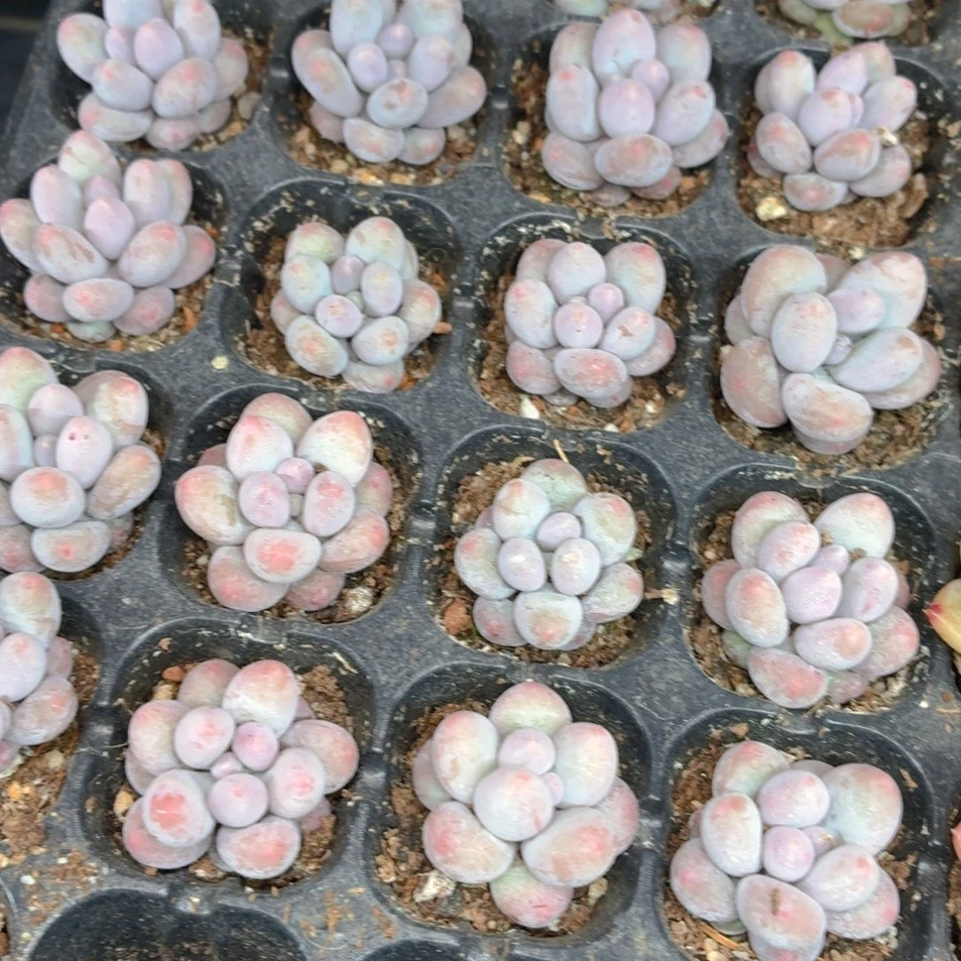 汤圆多肉9.9包邮发货