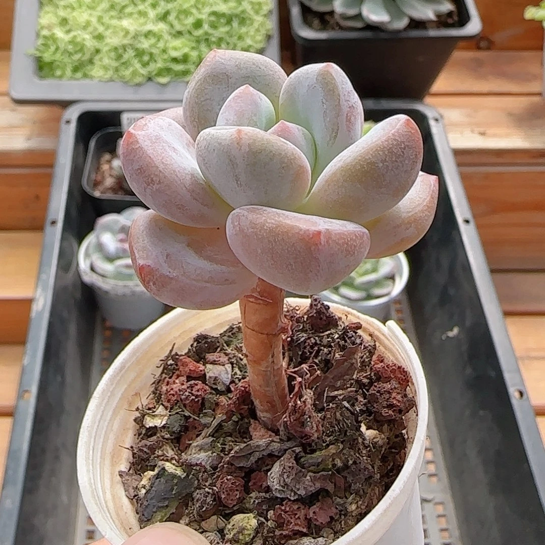 多肉0817-214雪桃小老桩