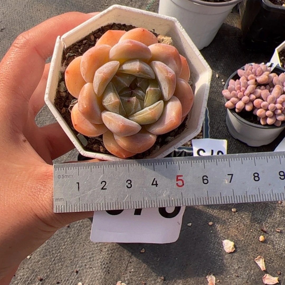 翻***里078 多肉植物组合盆栽